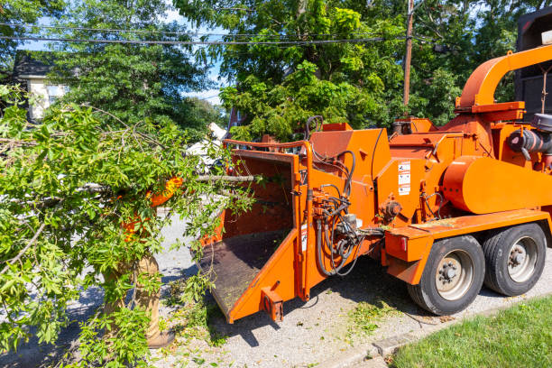 Tree Root Removal in Arcadia, SC